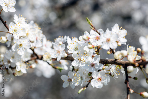 Blooming Wild Plum Branch in Petrin Hill Park Prague