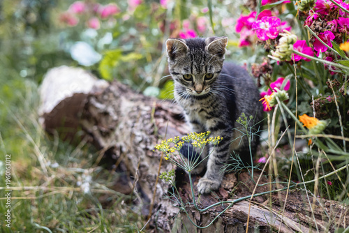 Tabby Kitten Exploring Garden Flowers