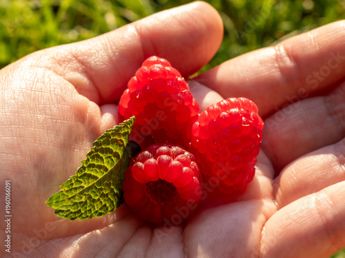 Fresh raspberries (Rubus idaeus) in hand with green leaf, natural summer harvest