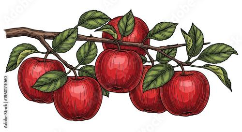 Ripe Red Apples Hanging on a Branch with Green Leaves