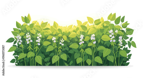 Soybean field with white flowers and green leaves, agriculture, sunny day, fresh produce