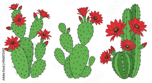 Vibrant Blooming Prickly Pear Cacti with Red Flowers, Isolated on White