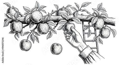Hand picking ripe apples from tree branch, vintage illustration, harvest season concept