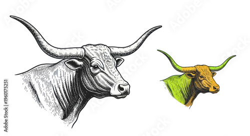 Longhorn Cattle Head Illustration, Vintage Style and Color Sketch