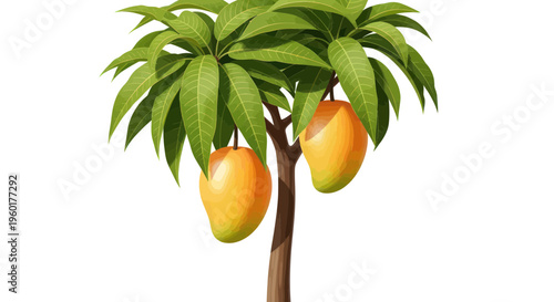 Ripe Mangoes Hanging on Tree Branch with Green Leaves, Tropical Fruit