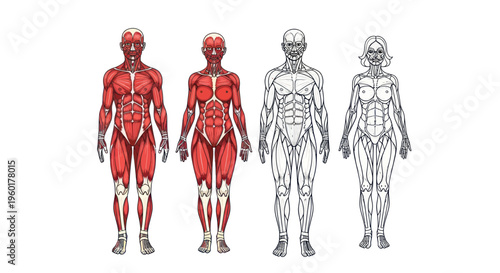 Human Anatomy: Muscular System Comparison
