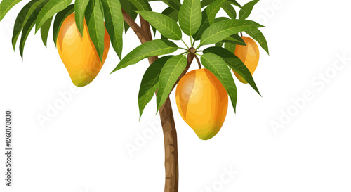 Ripe Mangoes Growing on a Tree Branch with Green Leaves, Tropical Fruit