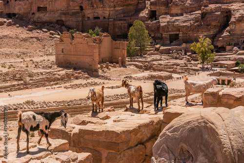 Goats above Qasr al-Bint ruins in the ancient city Petra, Jordan