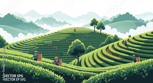 Tea Plantation Harvest: Farmers Collecting Leaves on Lush Green Terraced Hills