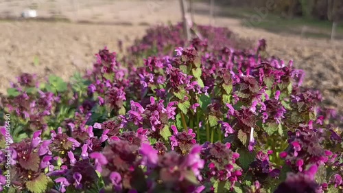 Blooming purple wildflowers growing on field edge in sunny rural landscape