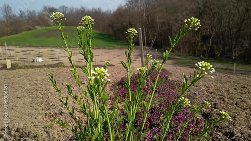 Wild green plant growing on agricultural field with rural landscape in spring sunlight