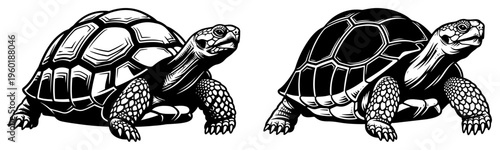 Tortoise and land turtle silhouette collection set for nature wildlife and environment design elements