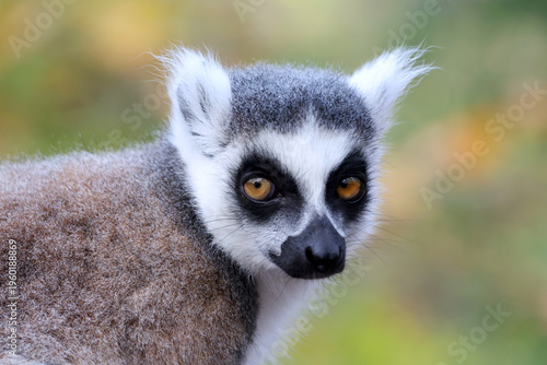 Ringtailed lemur (Lemur Catta) in natural habitat