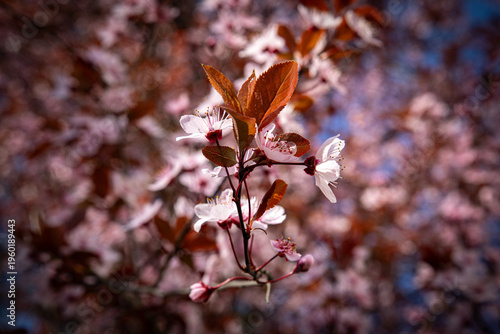 Wallpaper Mural March 15, 2026, Zagreb, Croatia, blooming nature and the awakening of spring and flowers Torontodigital.ca
