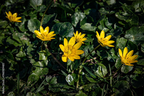 Wallpaper Mural March 15, 2026, Zagreb, Croatia, blooming nature and the awakening of spring and flowers Torontodigital.ca