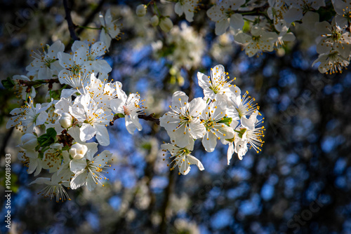 Wallpaper Mural March 15, 2026, Zagreb, Croatia, blooming nature and the awakening of spring and flowers Torontodigital.ca