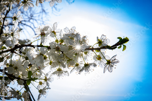 Wallpaper Mural March 15, 2026, Zagreb, Croatia, blooming nature and the awakening of spring and flowers Torontodigital.ca