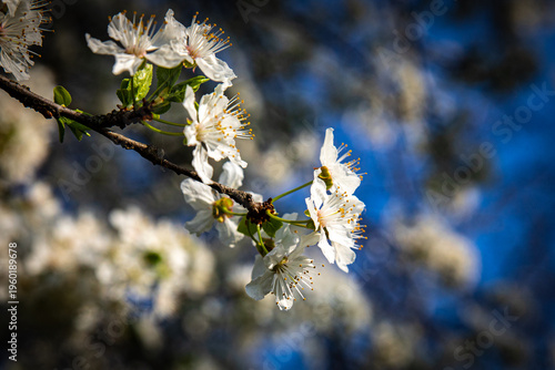 Wallpaper Mural March 15, 2026, Zagreb, Croatia, blooming nature and the awakening of spring and flowers Torontodigital.ca