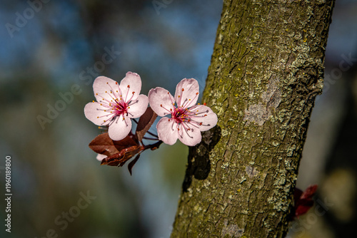 Wallpaper Mural March 15, 2026, Zagreb, Croatia, blooming nature and the awakening of spring and flowers Torontodigital.ca