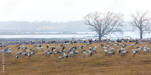 Collective density of migratory cranes at Hornborgasjoen in Sweden with clustered feeding across open field, biological aggregation , for migration patterns, wildlife concentration context