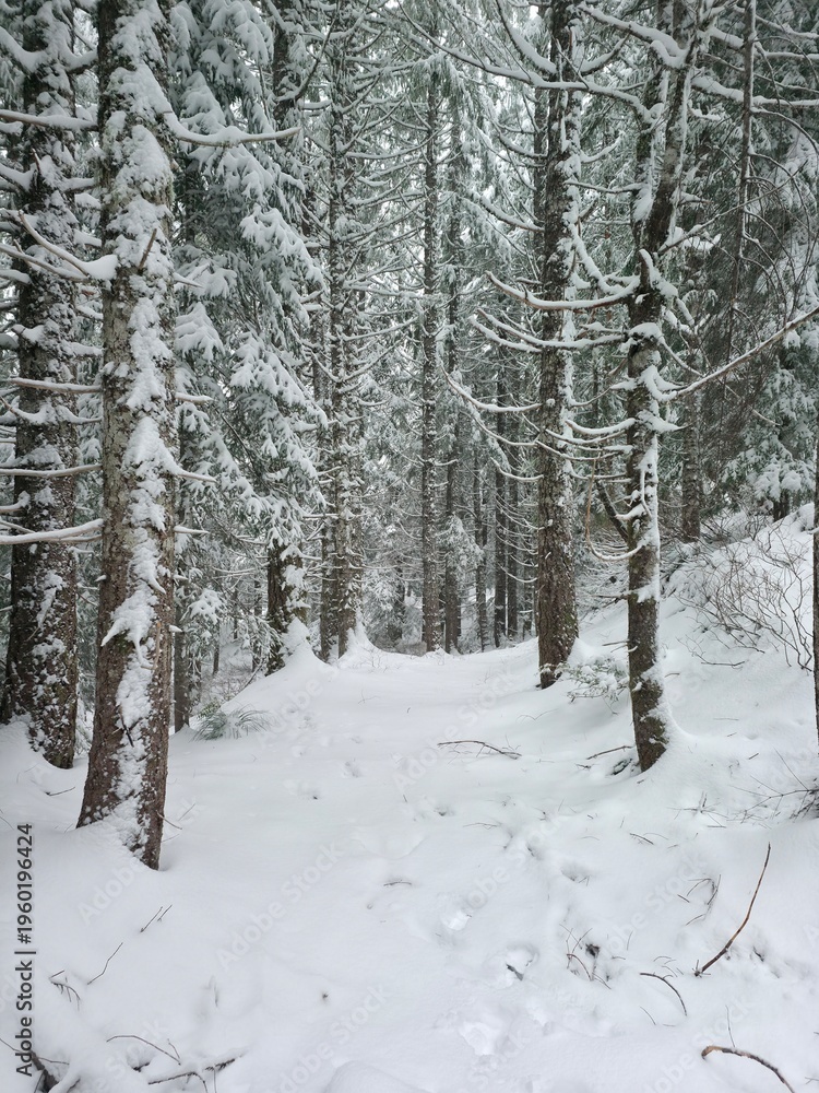 Fototapeta premium Ski Trail in Beautiful Snow-Covered Forest - Gifford Pinchot National Forest, Washington, USA