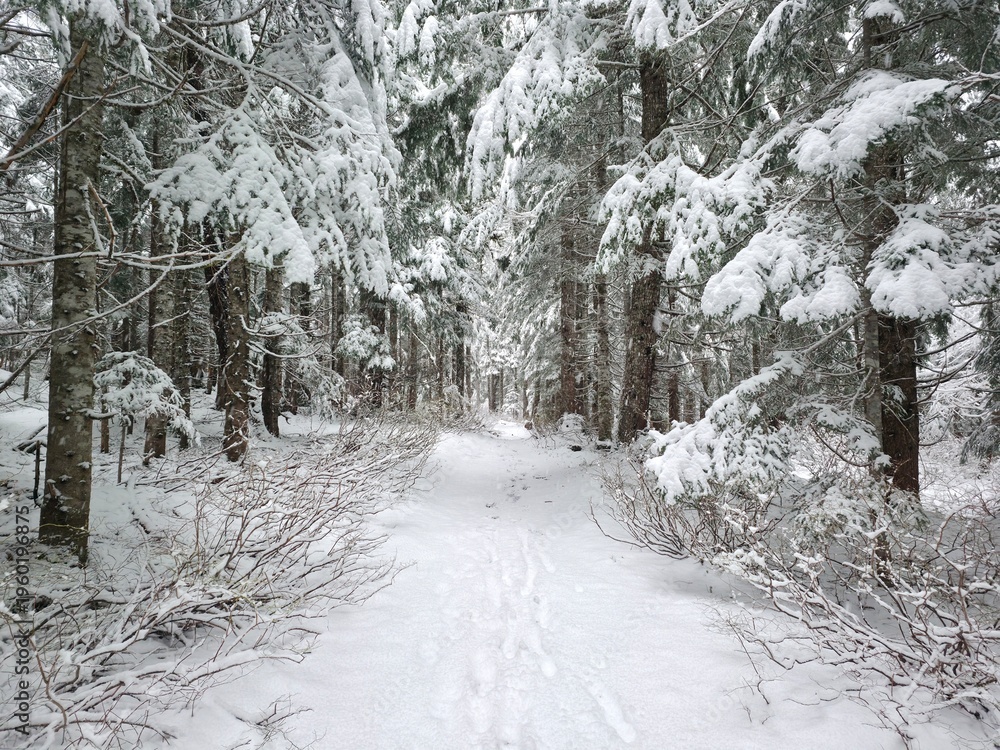 Fototapeta premium Ski Trail in Beautiful Snow-Covered Forest - Gifford Pinchot National Forest, Washington, USA