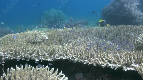 Colorful fish swim around healthy coral in the clear, blue water. This beautiful underwater environment is located near the Raja Ampat Islands during the daytime.