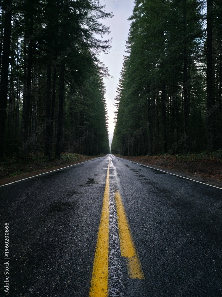 Fototapeta premium Road in an Isolated Forest - Gifford Pinchot National Forest, Washington, USA