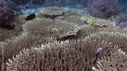 Observe small fish swimming around colonies of staghorn coral in a healthy reef ecosystem. Explore the beauty of aquatic life on the Great Barrier Reef.