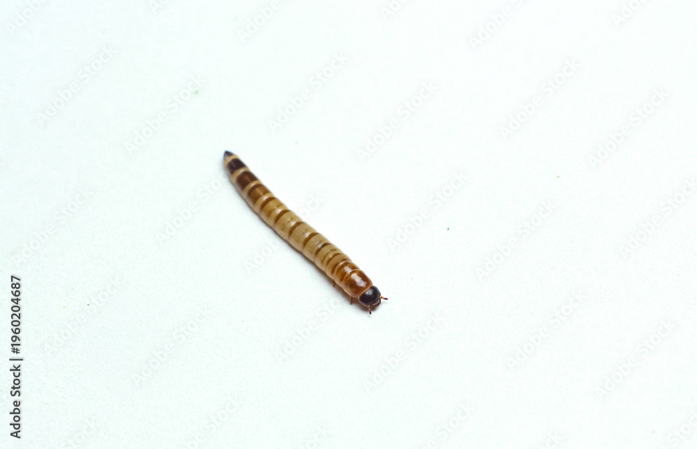 Obraz premium Single mealworm lies on plain white surface. Body shows distinct segments and natural brown tones. Head end slightly darker, with tiny eyes and mouthparts