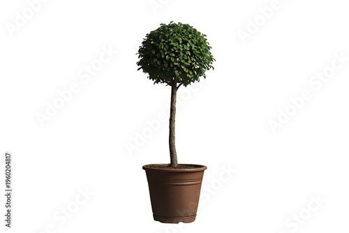 Topiary plant in brown pot, green garden shrub with spherical foliage, ornamental decorative plant isolated on transparent background