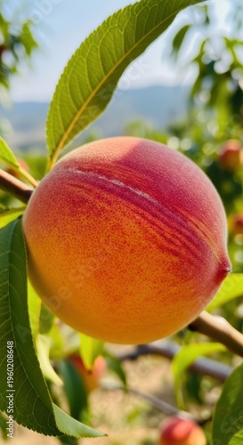 Ripe Peach on Tree Branch in Orchard.