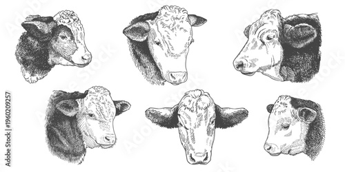 engraving cow heads