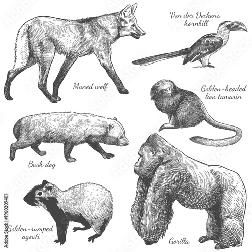 engraving wild animals set