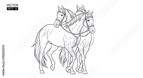 Three Horses Sketch Drawing, Vector Art, Line Art, Equestrian Art