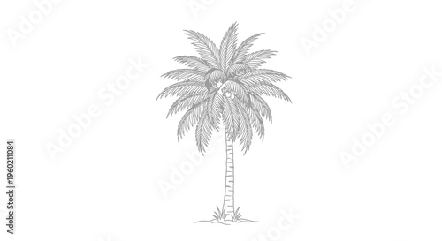Detailed hand-drawn palm tree illustration in black and white line art style, perfect for tropical designs and botanical decor.