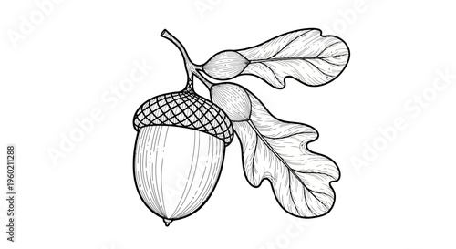 Detailed hand-drawn vintage style black and white illustration of a forest acorn with oak leaves. Autumn nature sketch.