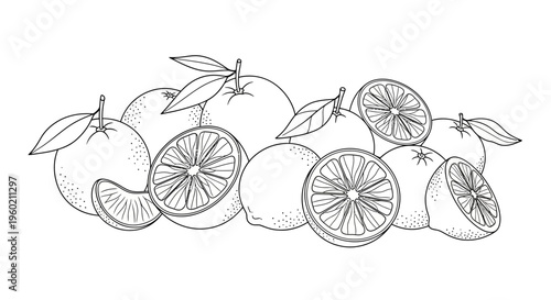 Fresh Oranges and Citrus Fruit Line Art Illustration. Hand-Drawn Whole, Sliced Halves, and Wedges for Healthy Food Design.