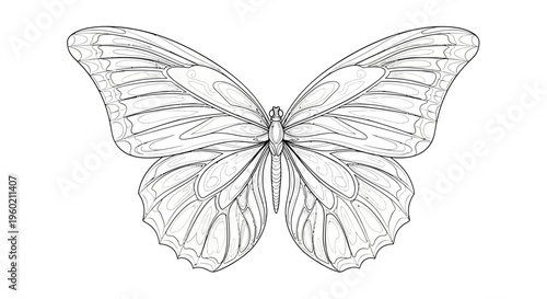 Detailed line art illustration of a beautiful butterfly, symmetrical insect outline drawing on white background, black and white sketch