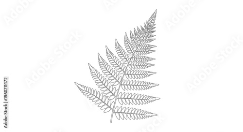 Botanical outline drawing of a fern leaf, detailed black and white vector illustration for nature, garden, and decorative designs.