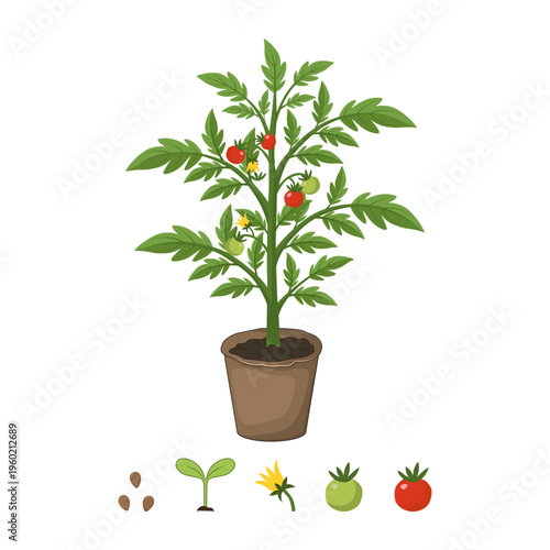 Tomato plant in pot with growth stages from seed to ripe fruit for gardening and education infographic