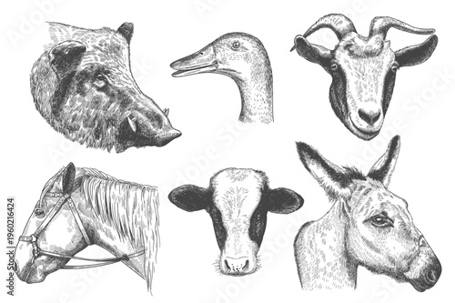 engraving_farm_animals_head