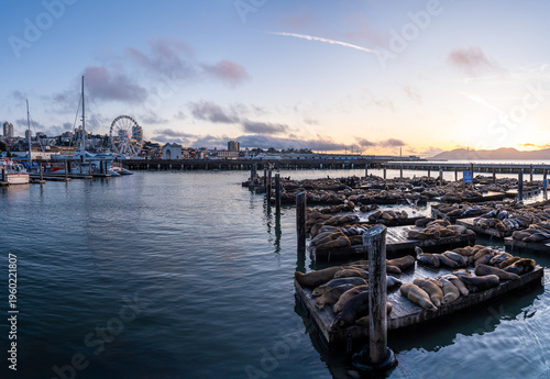 A sprawling colony of California sea lions basks on the wooden docks of Pier 39 against the backdrop of the iconic San Francisco city skyline