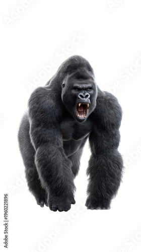 Roaring silverback gorilla charging forward with open mouth and bared teeth isolated