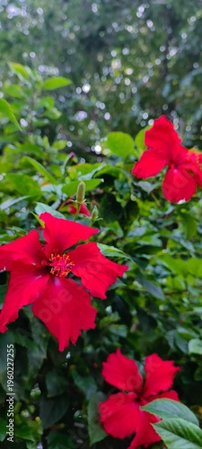Vibrant Red Hibiscus Flower Blooming in Tropical Garden Nature