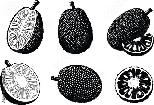 jackfruit illustration set, black white tropical fruit art, detailed jackfruit slices, minimal vector design, exotic organic food, isolated white background