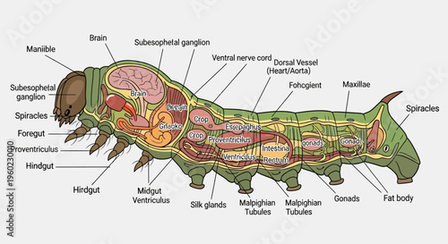 Detailed anatomy of an insect's internal organs.
