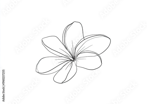 Simple sketch of a frangipani flower with five petals, drawn in black on white