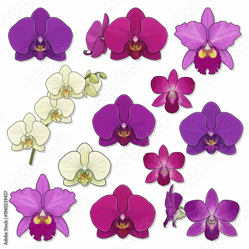 Diverse botanical illustration showcasing a vibrant collection of colorful orchid flowers in purple, pink, and white, ideal for elegant floral designs