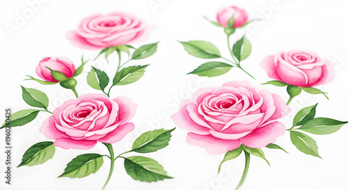 Pink roses with green leaves